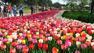 Tulips in Spring  Keukenhof garden Netherlands [upl. by Ahsayn123]