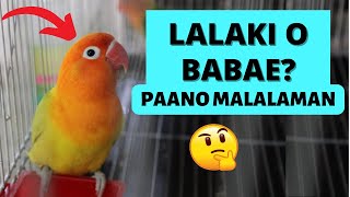 PAANO MAGGENDER NG AFRICAN LOVEBIRD  HOW TO KNOW THE SEX OF YOUR LOVEBIRDS [upl. by Bekah977]