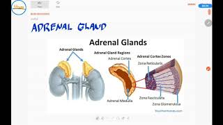 Korteks Adrenal 1  Dasar Korteks Adrenal [upl. by Suoirad]