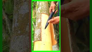 Tips technical for peeling cinnamon bark trees bonsai [upl. by Jewell]