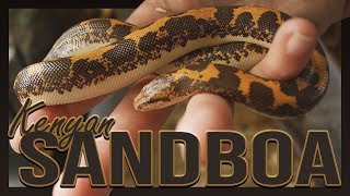 MY KENYAN SAND BOA [upl. by Brabazon]