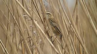 Vroege Vogels  zingende rietzanger [upl. by Zulaledairam]