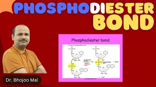 Phosphodiester bond  by Dr Bhojoo Mal [upl. by Efioa]