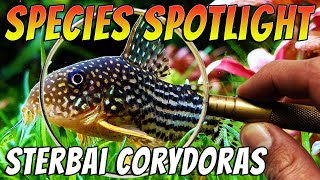 Discover the Enchanting Sterbai Corydoras A MustHave for any Aquarium [upl. by Nykal752]