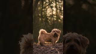 ❤️🐾Exploring the Lively Norfolk Terrier💙🐶 Dog Dogs Dogfacts Norfolkterrier Norfolkterriers [upl. by Ahsinrev]