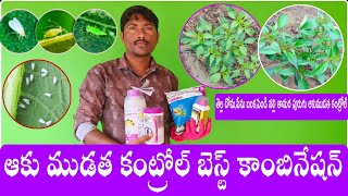 ఆకు ముడత నివారణ బెస్ట్ కాంబినేషన్ Acephate75 Spfipronil 5Sc insecticide manukota 6tv రైతన్న [upl. by Aneeres]