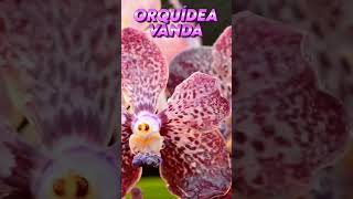 ORQUÍDEA VANDA COMO CULTIVAR [upl. by Yenal]