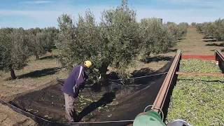 Recogida de aceituna Campaña 201819 en Olivar de lasolana2 [upl. by Aidnyc]