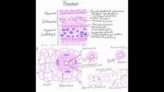 Learn to make Lungconducting and respiratory parts and trachea histology diagrams [upl. by Eiger459]