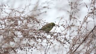 Vroege Vogels  Europese kanarie [upl. by Thorbert460]