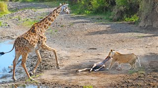 Intense Battle Between Lioness amp Giraffe Over Her Newborn Baby [upl. by Rephotsirhc]