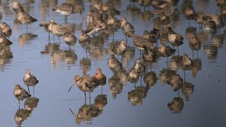 A Lake Full of Godwits  4K [upl. by Machute893]