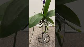 Grow Orchids in Water Only plantcare orchids plantlovers [upl. by Eednas]