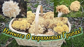 Рогатые Грибы ГрибКапуста Рогатик Гроздевидный Ramaria Botrytis [upl. by Vic664]