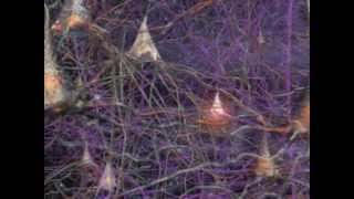 Neurons How they work in the Human Brain [upl. by Noinatrad]