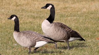 Cackling goose vs Canada goose comparison [upl. by Donelu]