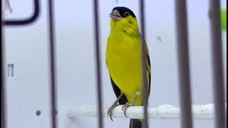 Pintassilgo do nordeste cantando  Yellow faced Siskin Singing From Gia Nguyen  VN [upl. by Nicholson309]