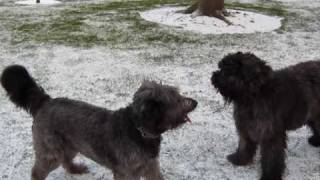 Bouvier Des Flandres Puppy 9 months old in the snow for the first time [upl. by Aelgna685]