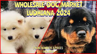 Wholesale Puppy Market in Punjab Ludhiana  Recent Prices  South City Dog Show 2024  KCI  UKC [upl. by Luelle]