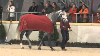 HippoTV hengstenkeuring BWP [upl. by Eelnodnarb]