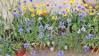 SEE How To GROW n CARE For Cornflower PERFECTLY [upl. by Gerc]