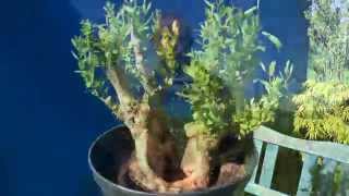 Bonsai Maple Bergahorn Weide Informationen und andere Bonsai [upl. by Malinde]