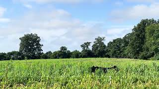 Cattle grazing sunn hemp [upl. by Gabler]