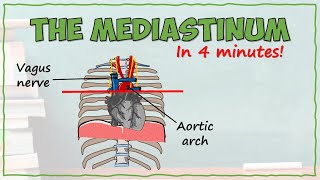 Anatomy of the Mediastinum [upl. by Hadik234]