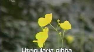 conespur bladderwort Utricularia gibba [upl. by Ramat110]