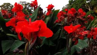 Canna plant Red flowers  canna lily HD 04 [upl. by Ahselef]