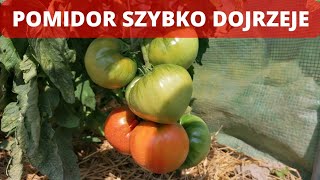 Jak przyspieszyć dojrzewanie pomidorów duży plon [upl. by Barbra]