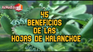 45 Beneficios de las Hojas de Kalanchoe [upl. by Sherurd]