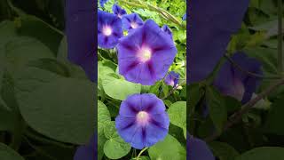 Ipomoea purpurea flower plant [upl. by Alcine643]