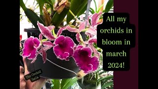 All my orchids in bloom Update March 2024 [upl. by Aerehs]