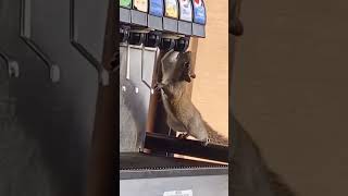 Squirrel drinks cold drink  Viral Video [upl. by Warila778]