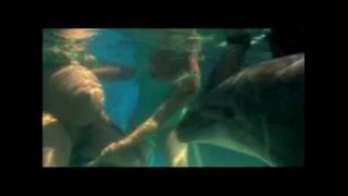 Amazing video of underwater childbirth with Dolphinqt [upl. by Sinnod408]