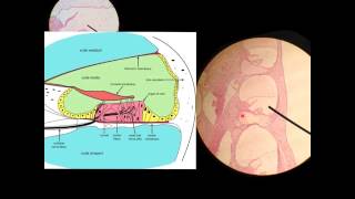 Cochlea Histology Histology [upl. by Aw]