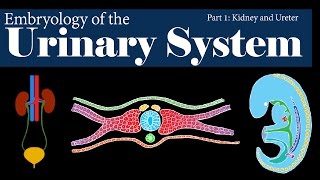 Urinary system organs and functions preview  Human Anatomy  Kenhub [upl. by Chansoo]