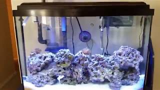 Aqueon 36 Gallon Bowfront Saltwater Tank Aquarium w Melanurus Wrasse [upl. by Nemsaj]