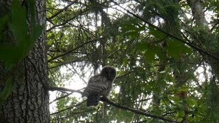 Barred Owl screeching [upl. by Avram]