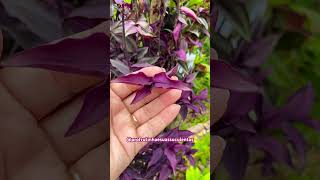 TRADESCANTHIA ZEBRINA planta que cresce vigorosamente shortsyoutube plants plantas suculentas [upl. by Elleb]