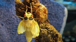 17 Year Cicadas Hatching Timelapse [upl. by Hedaza282]