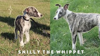 Meet Snilly Whippet Puppy to 1 Year Old [upl. by Haldeman386]