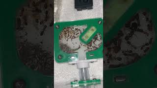 ￼Camponotus decipiens colony update 60 worker strong and growing fast ￼antkeeper ants [upl. by Atteselrahc375]