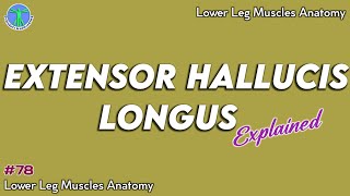 Extensor Hallucis Longus Muscle Origin Insertion Action  Anatomy Explained78 [upl. by Vanda]