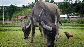 CloseUp Buffalo Eating Grass  ASMR Animal Mukbang in the Field [upl. by Nylssej433]