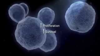 The MAPK Signaling Pathway [upl. by Dermot]