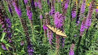 Liatris spicata Blazing Star [upl. by Errised]