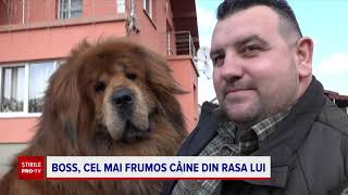 Boss câinele mastiff din Târgu Mureș care a câștigat 360 de premii internaționale [upl. by Ahsercal]