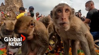 Thousands of monkeys in Thailand celebrated with 2800 buffet feast [upl. by Glaab632]